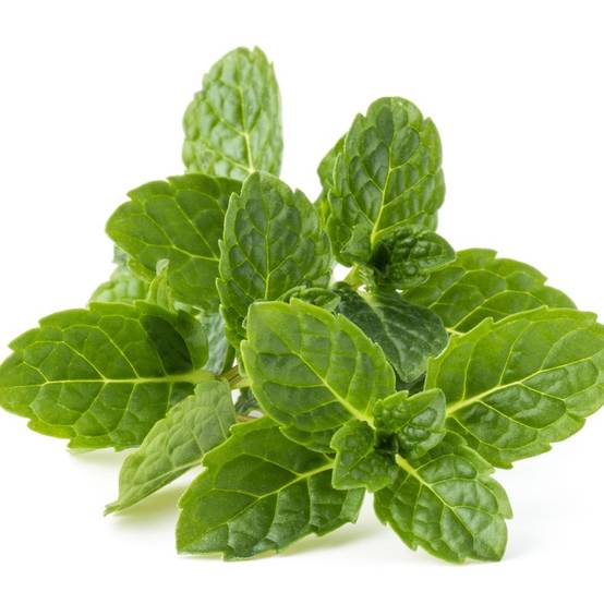 Menthe bergamote - Image 1