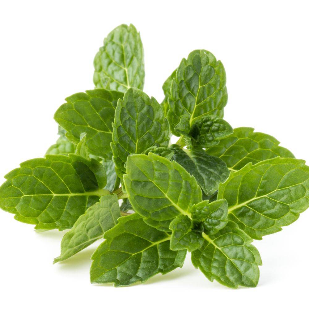 Menthe bergamote - Image 1