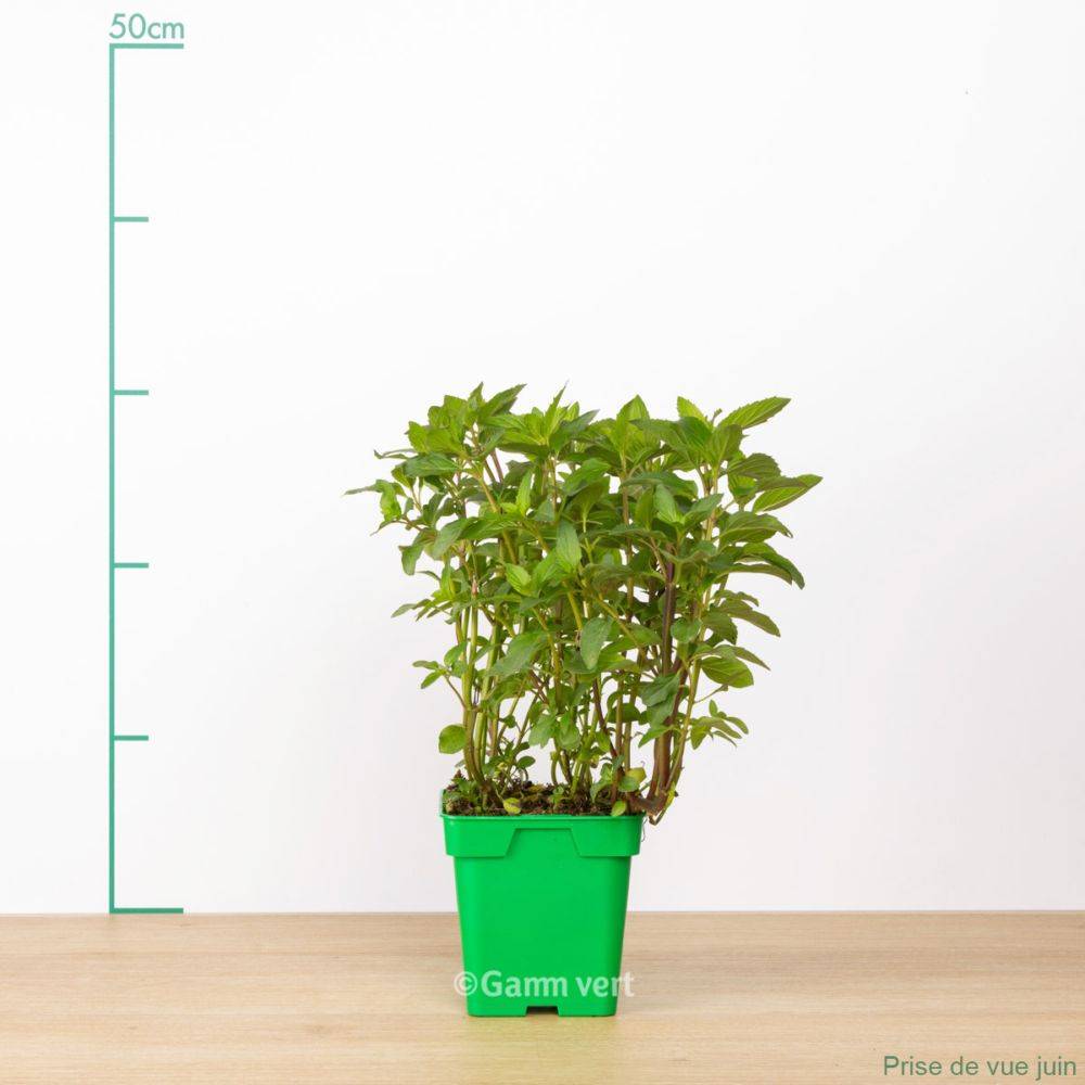 Menthe bergamote - Image 4