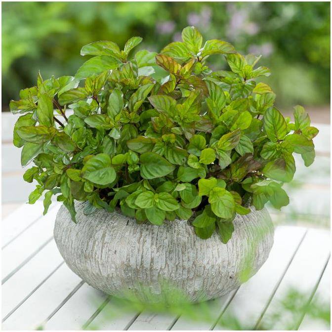 Menthe bergamote - Image 3
