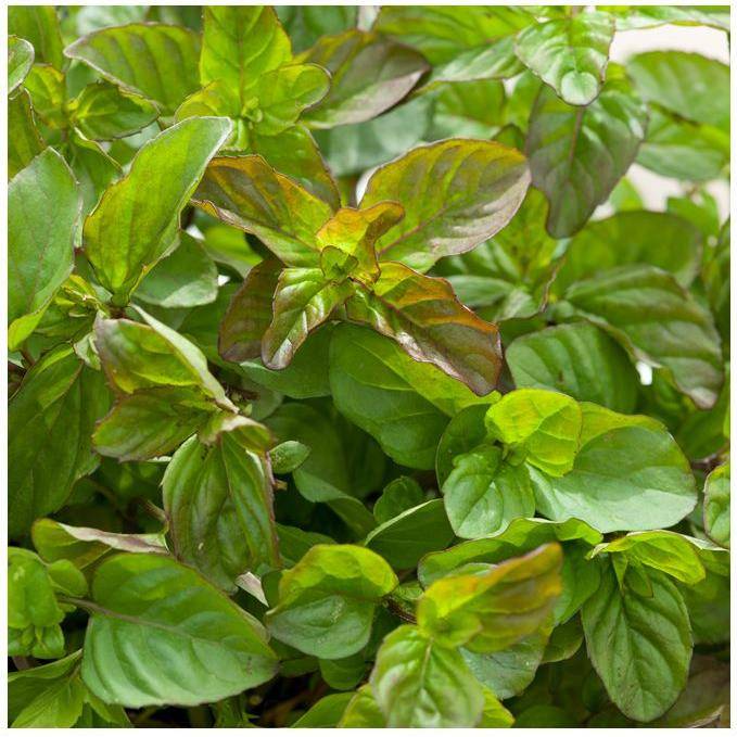 Menthe bergamote - Image 2