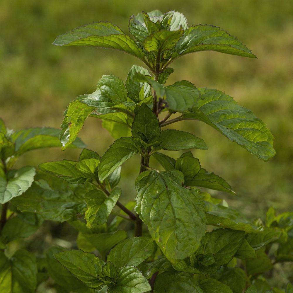 Menthe bergamote - Image 6
