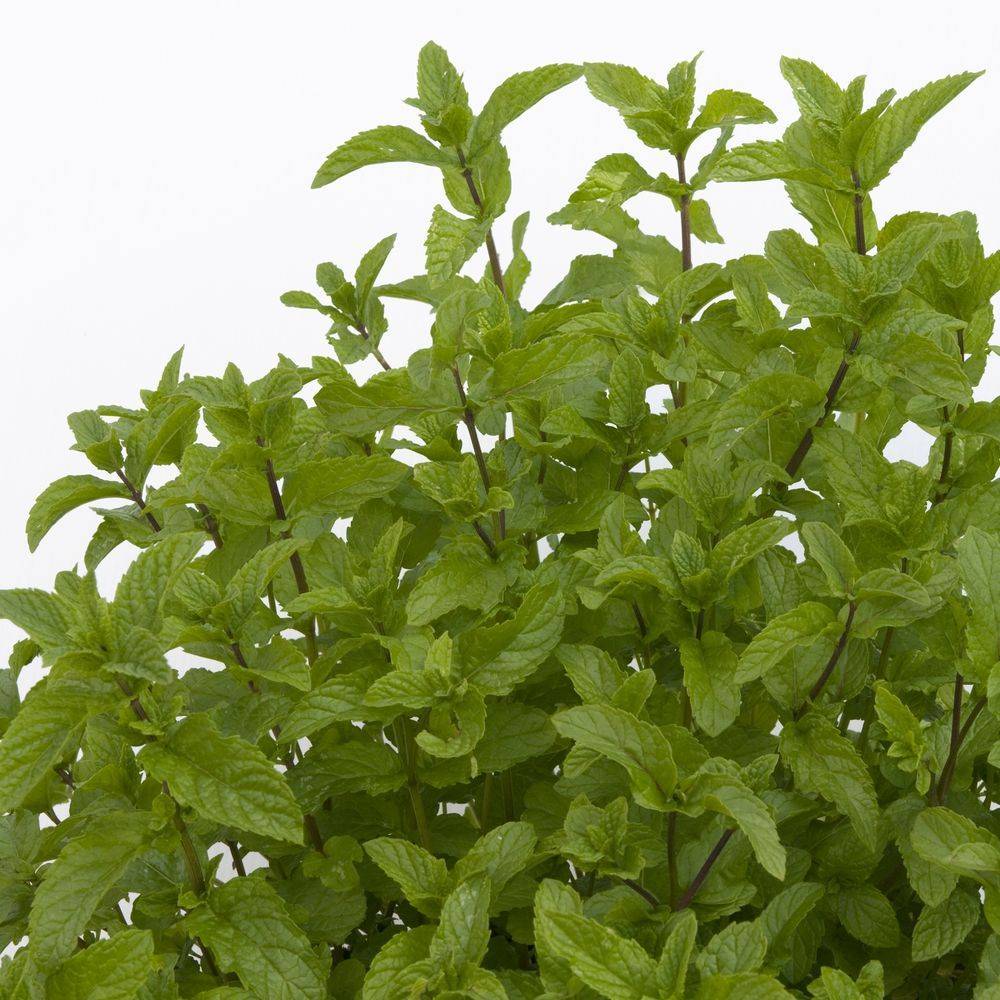 Menthe marocaine - Image 4