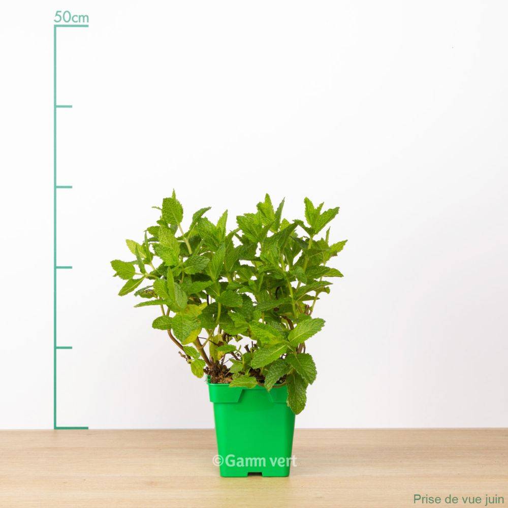 Menthe marocaine - Image 1