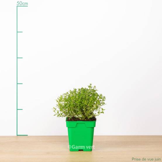 Thym officinal - Image 9