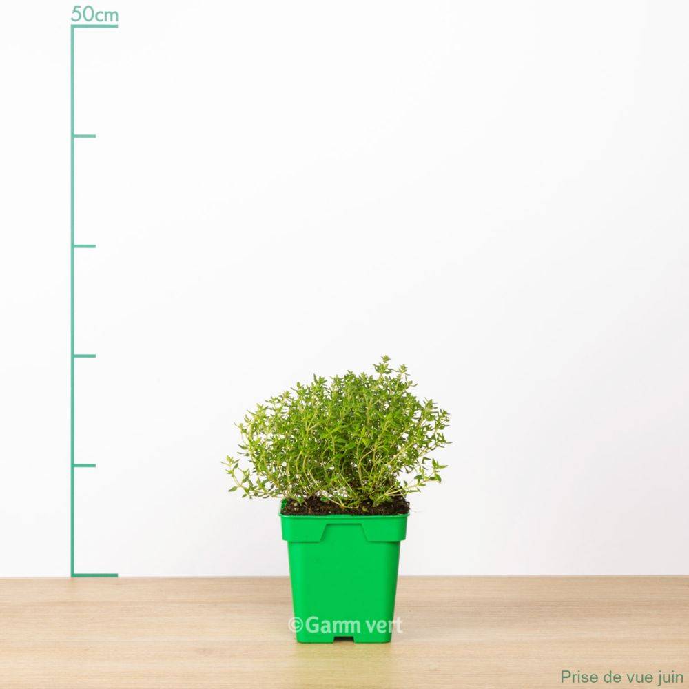 Thym officinal - Image 9
