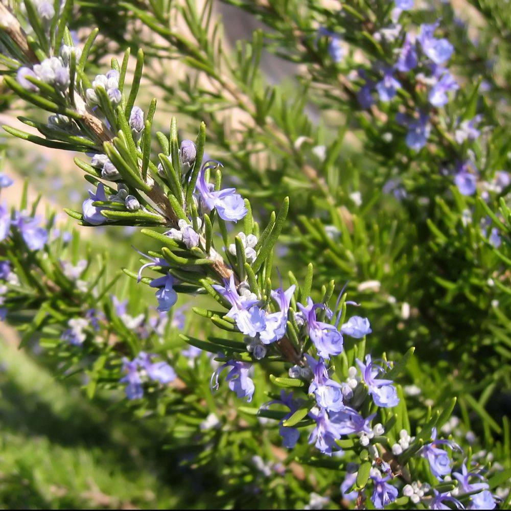 Romarin lot de 3 - Image 3