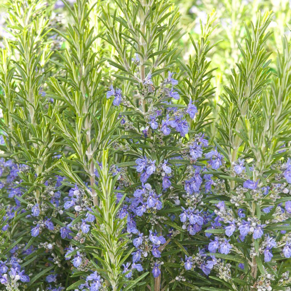 Romarin lot de 3 - Image 7