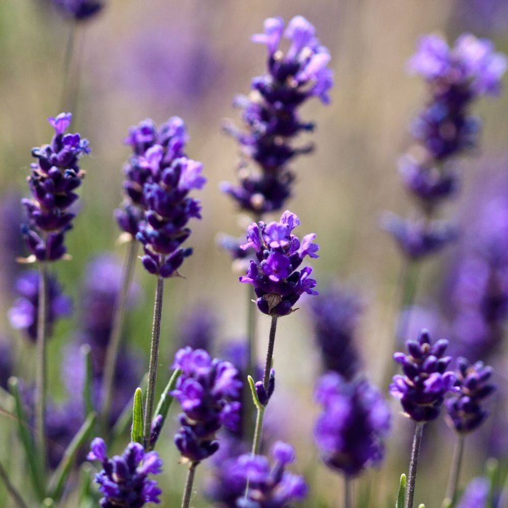 Lavande officinale - Image 2