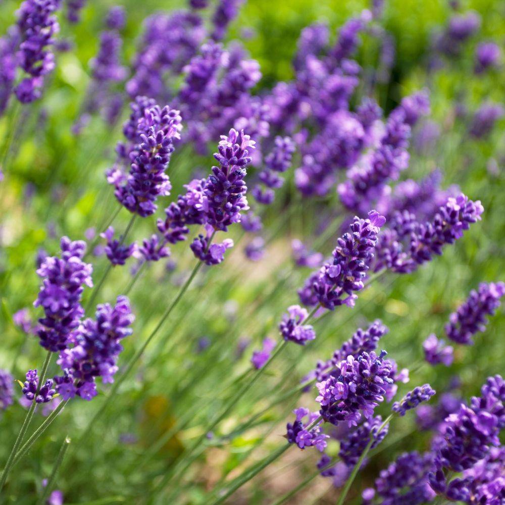 Lavande officinale - Image 1