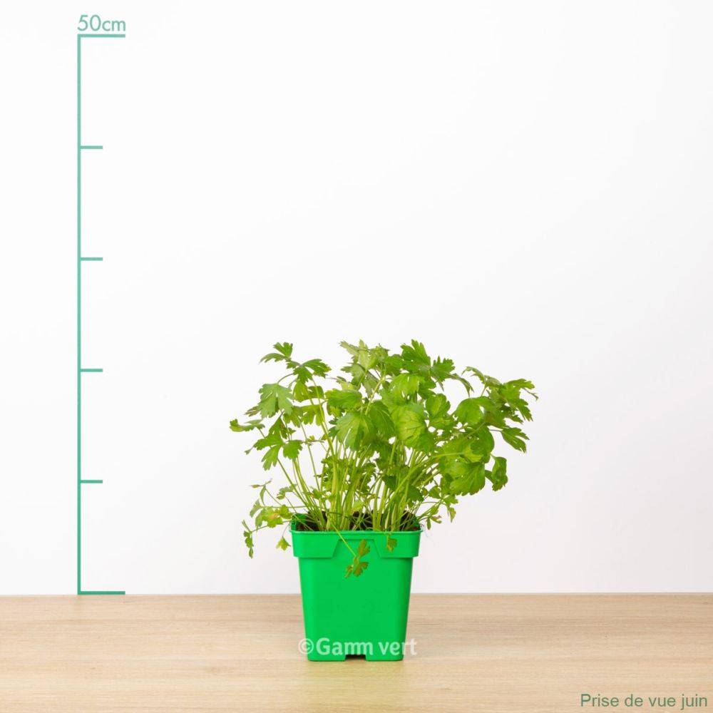 Persil plat simple - Image 2