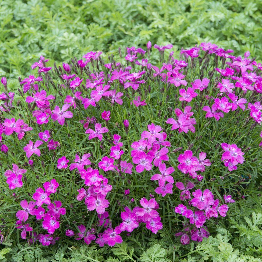 Dianthus Kahori® - Oeillet nain