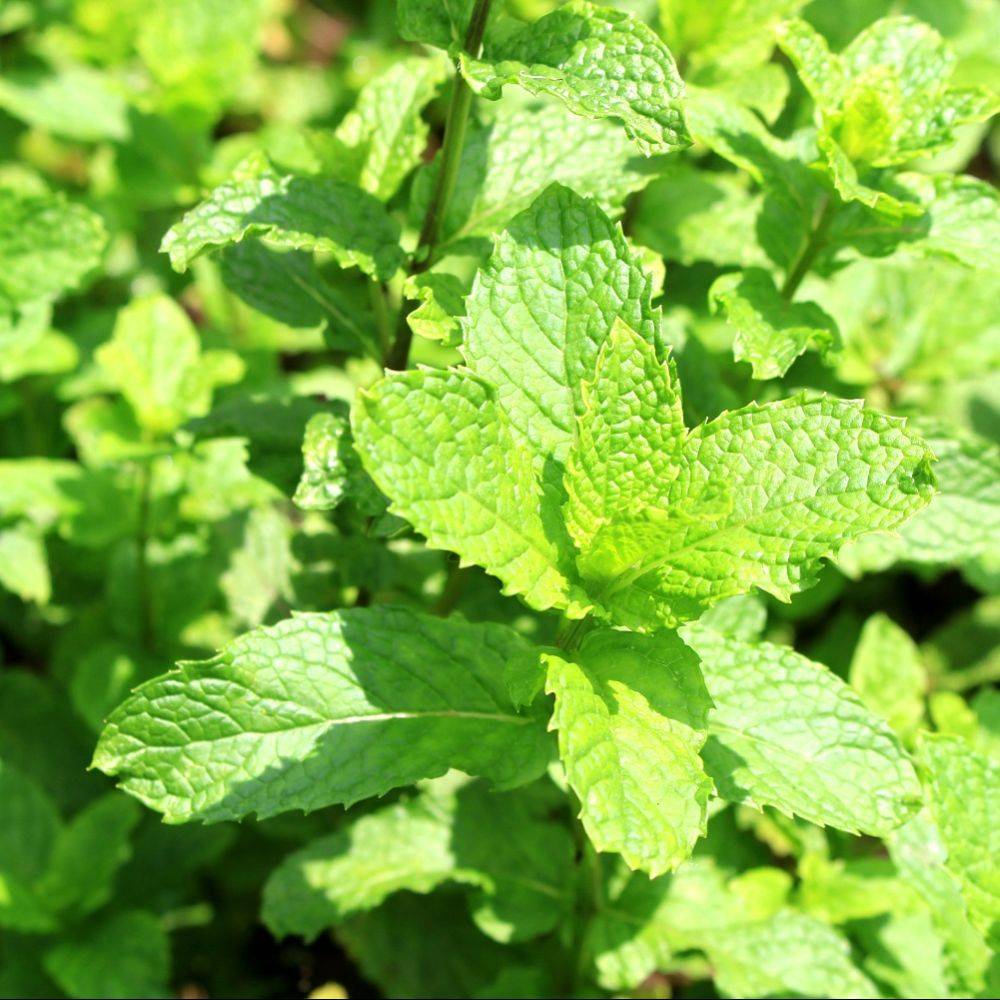 Menthe marocaine lot de 3 - Image 2