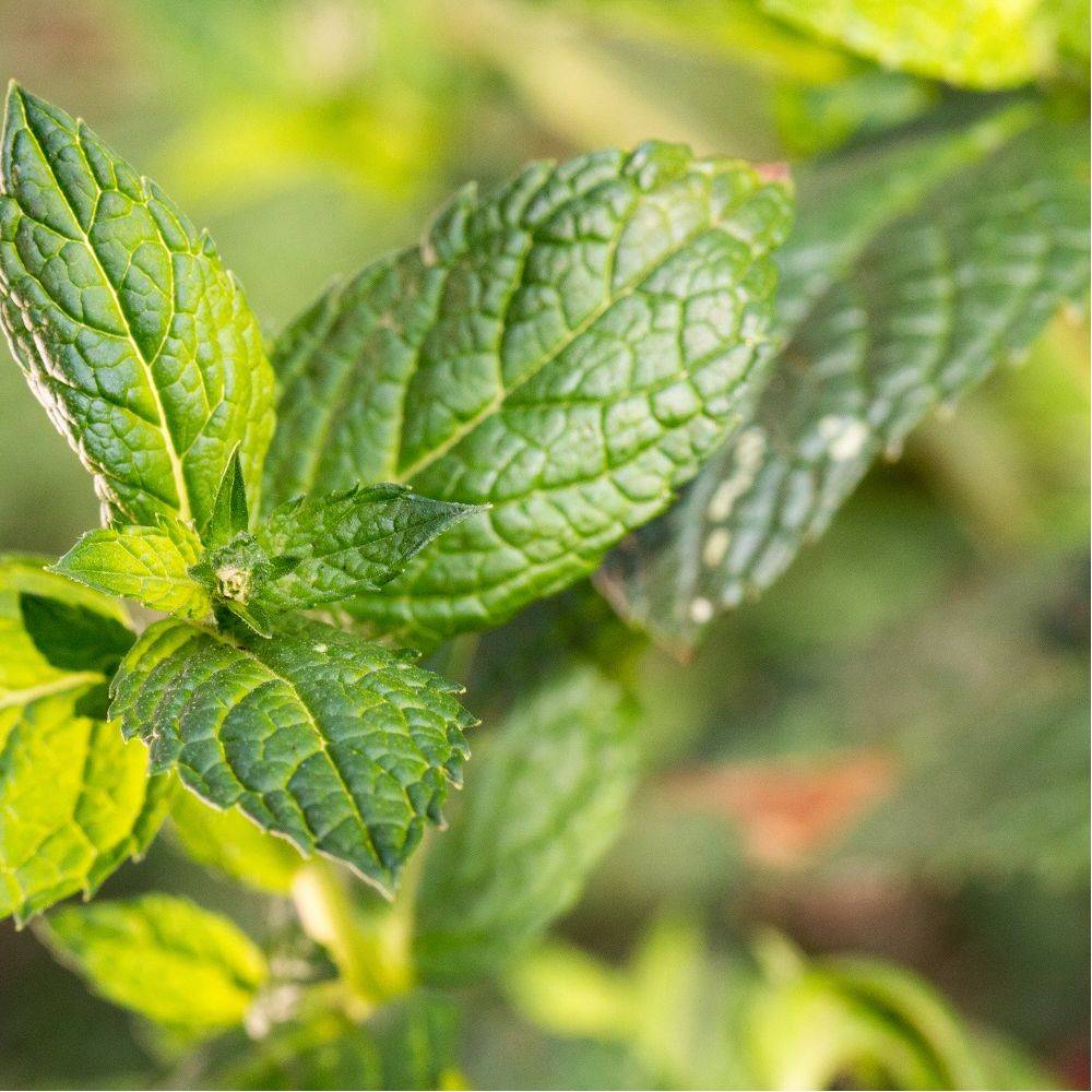 Menthe marocaine lot de 3 - Image 3