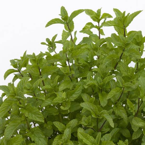 Menthe marocaine lot de 3 - Image 1