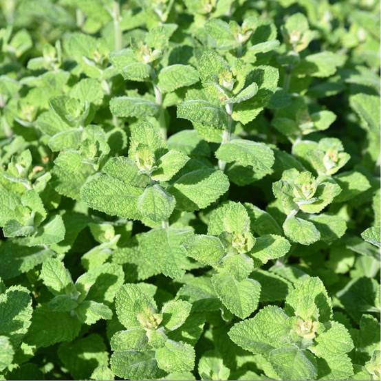 Menthe pomme - Image 1