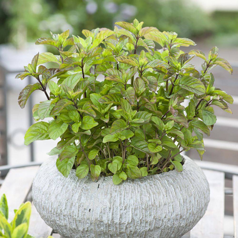 Menthe orange