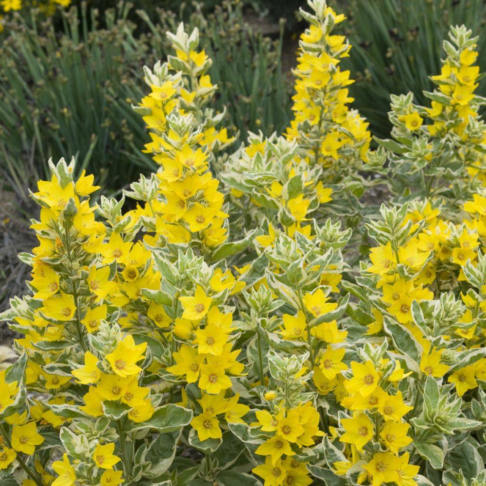Lysimaque jaune feuillage panaché lot de 3