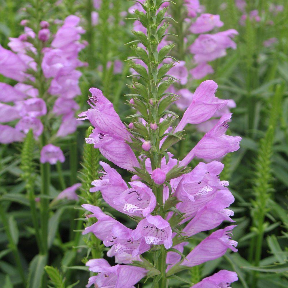 Physostegia virginiana rosea - Image 1