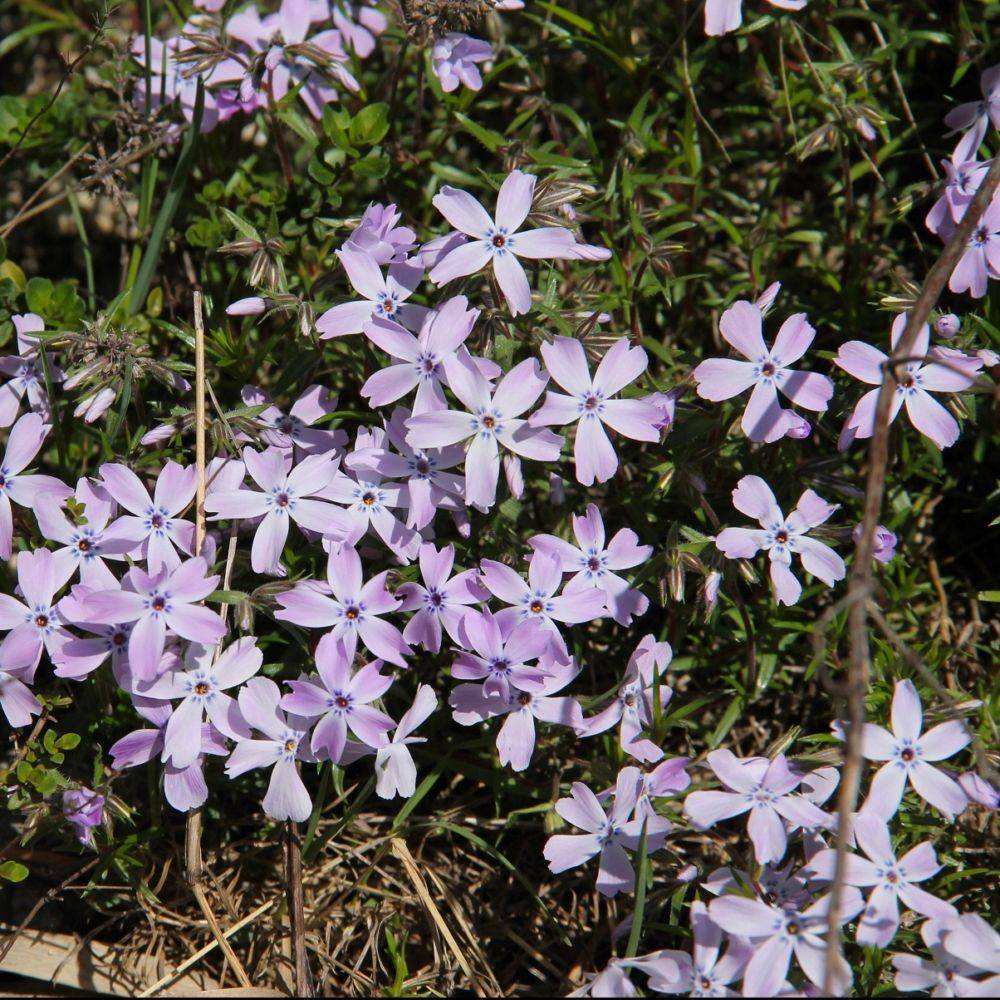 Phlox rampant violet Benita - Image 2