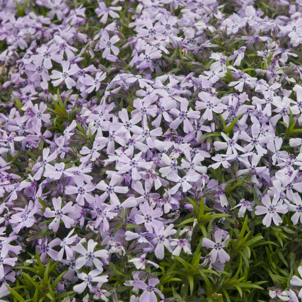 Phlox rampant violet Benita - Image 1