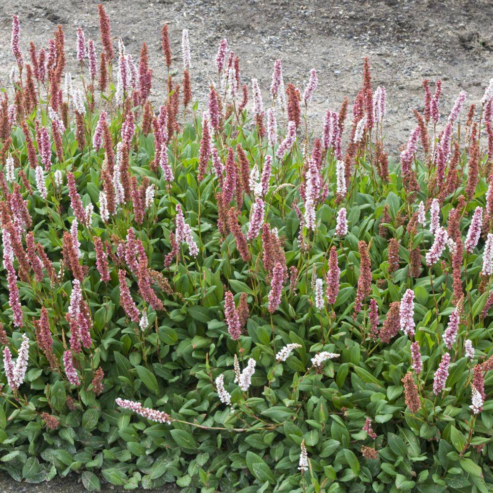 Renouée rose - Persicaria Superbum - Image 2
