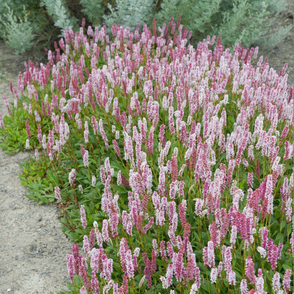 Renouée rose - Persicaria Superbum