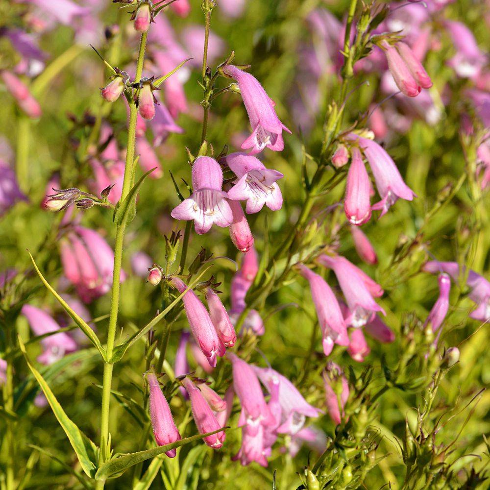 Penstemon Evelyn