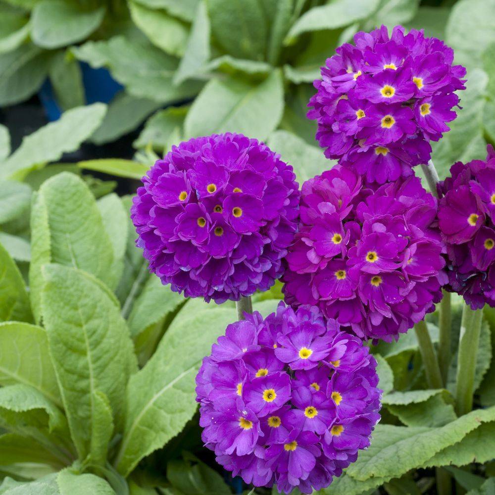 Primevère de l'Himalaya Rubin - Primula denticulata - Image 1