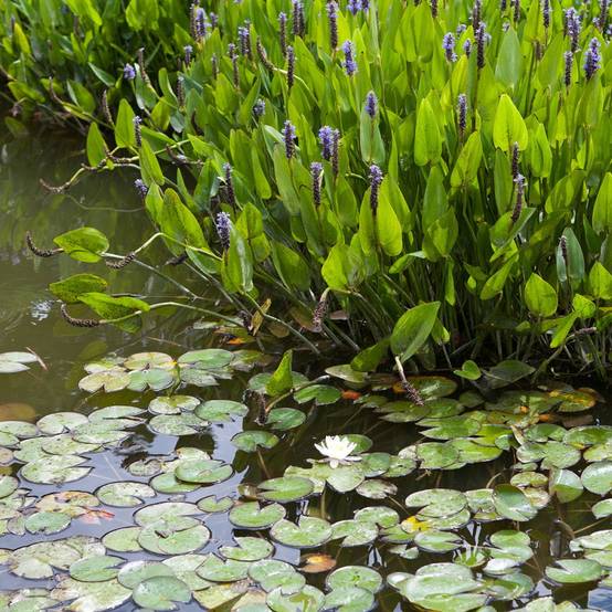 Plante aquatique Pontédérie - Pontederia cordata - Image 3