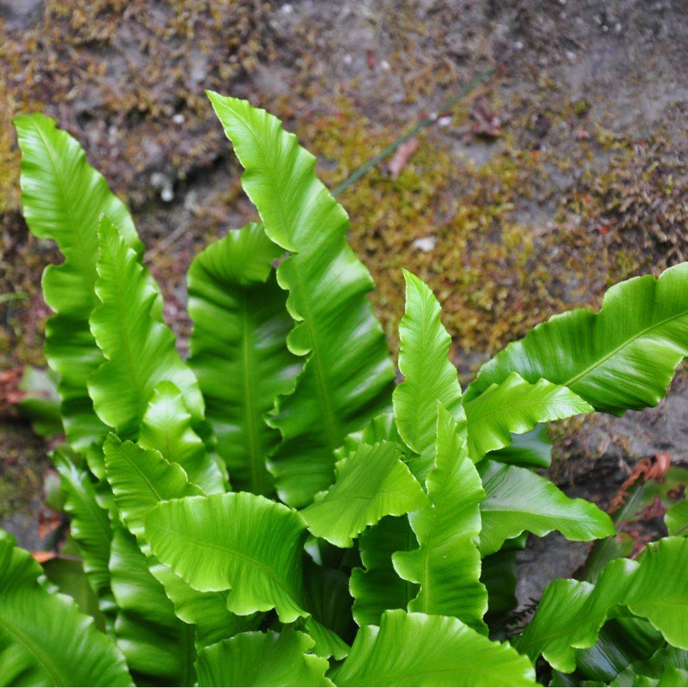 Scolopendre, Asplenium - Image 1