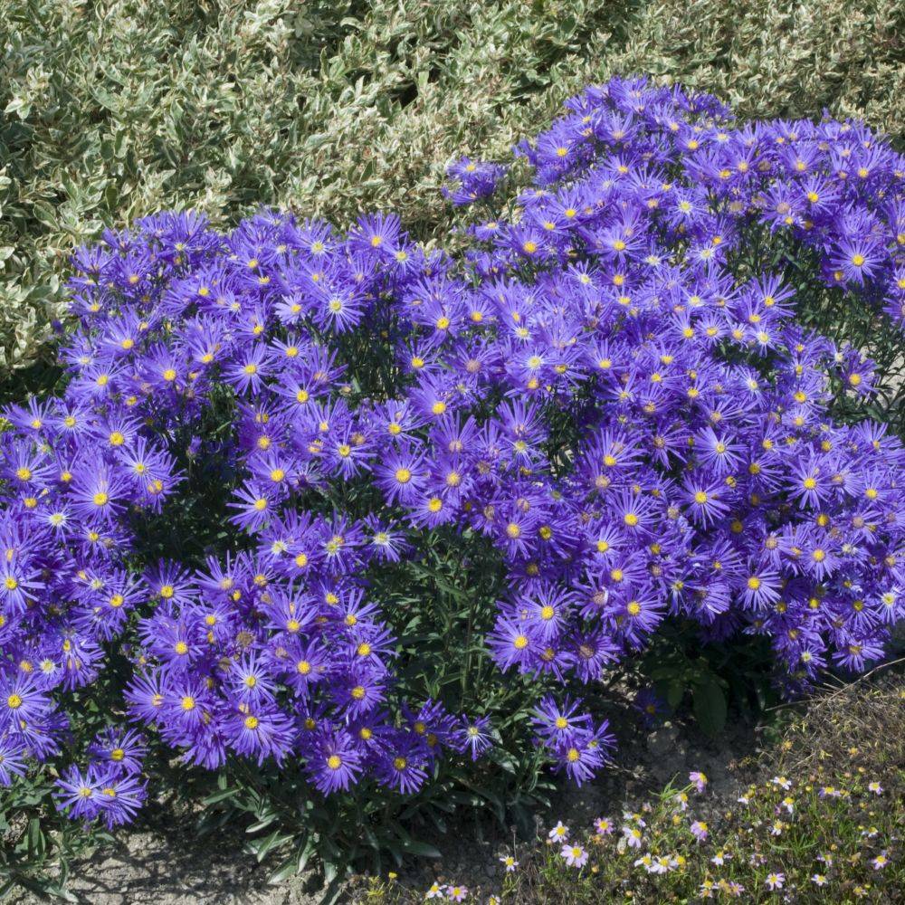 Aster nain de printemps bleu violace