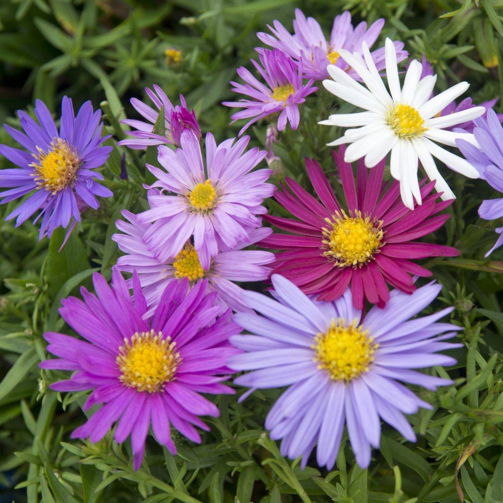 Aster d'automne en melange - Aster Novi-Belgii lot de 3 - Image 1