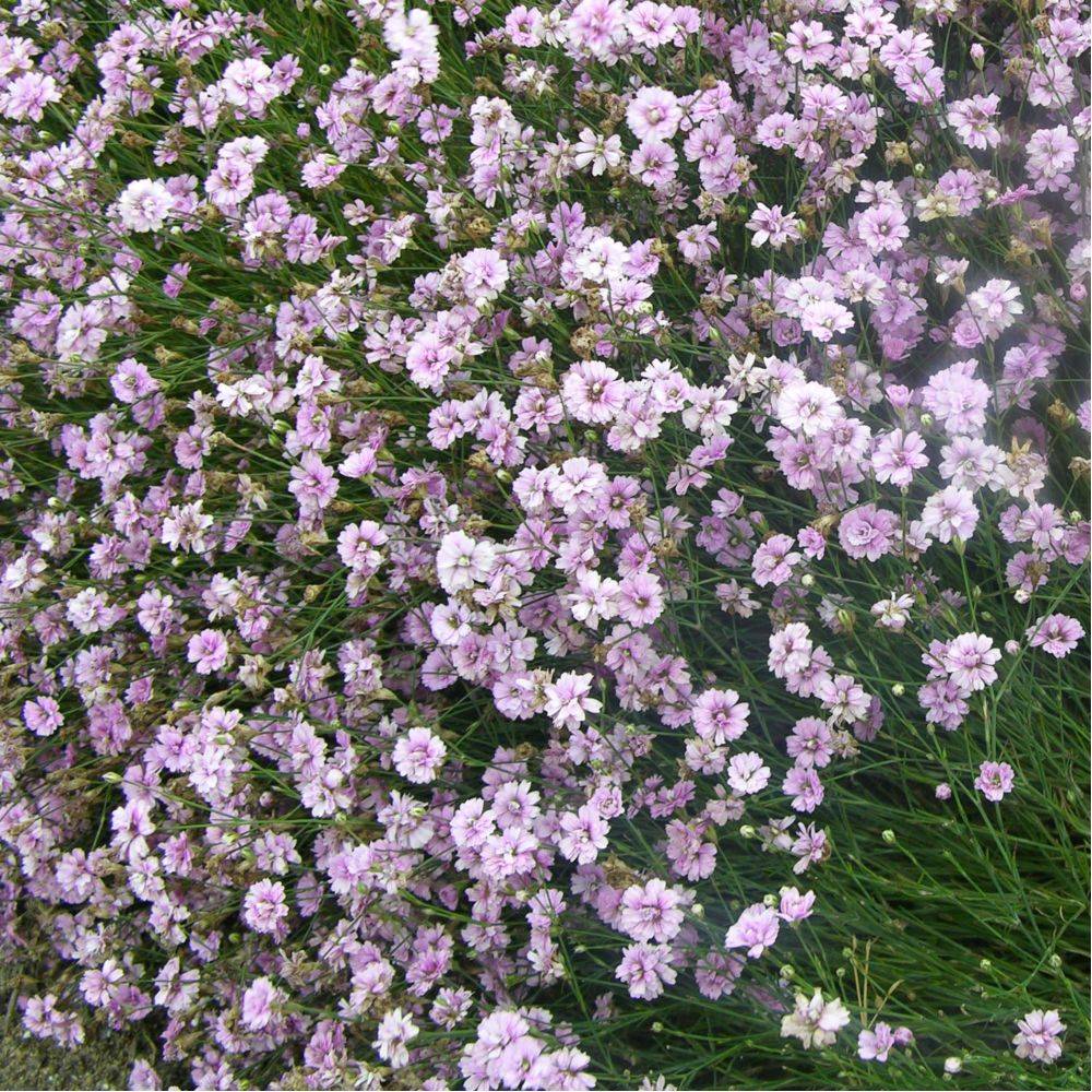 Oeillet des rochers rose - Tunica saxifraga - Lot de  3 - Image 1