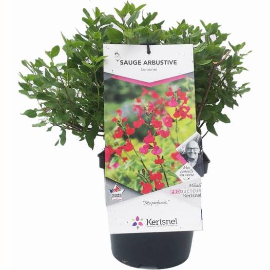 SALVIA microphylla Lemonei en pot de 4 litres rond carré - Image 2