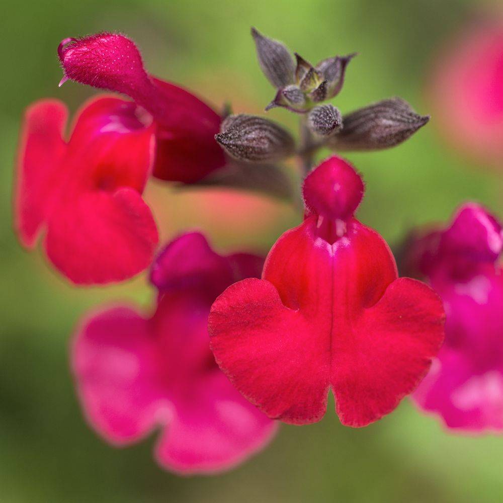 SALVIA microphylla Lemonei en pot de 4 litres rond carré - Image 1