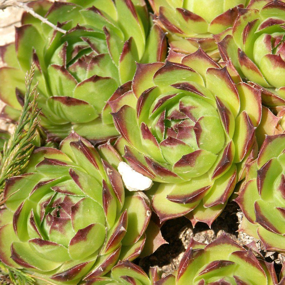 Joubarbe du calcaire