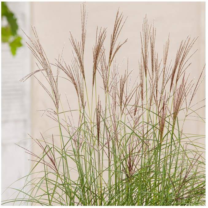 Miscanthus sinensis 'Kleine Silberspinne' - Image 3