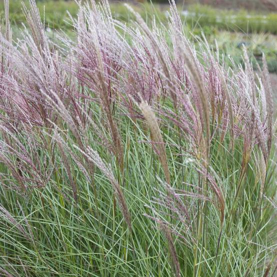 Miscanthus sinensis 'Kleine Silberspinne' - Image 5