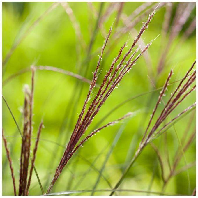 Miscanthus sinensis 'Kleine Silberspinne' - Image 2