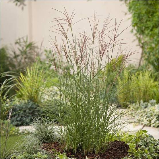 Miscanthus sinensis 'Kleine Silberspinne' - Image 4