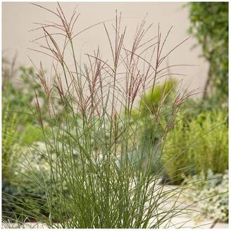 Miscanthus sinensis 'Kleine Silberspinne'