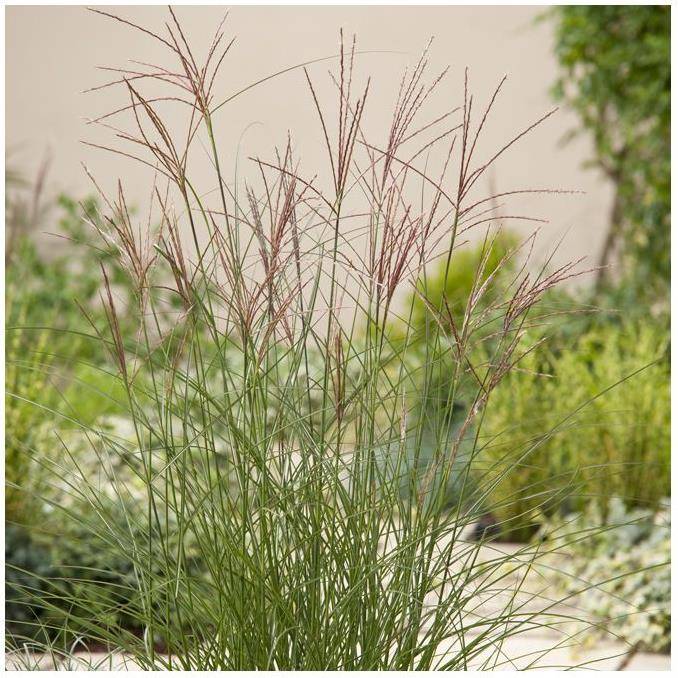 Miscanthus sinensis 'Kleine Silberspinne'