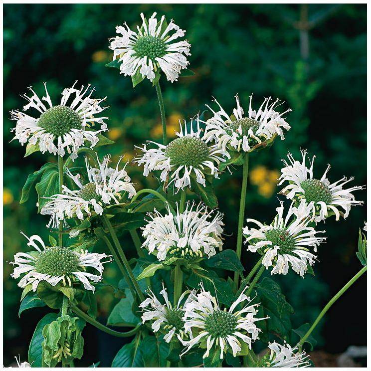 Monarda schneewittchen lot de 3 - Image 3