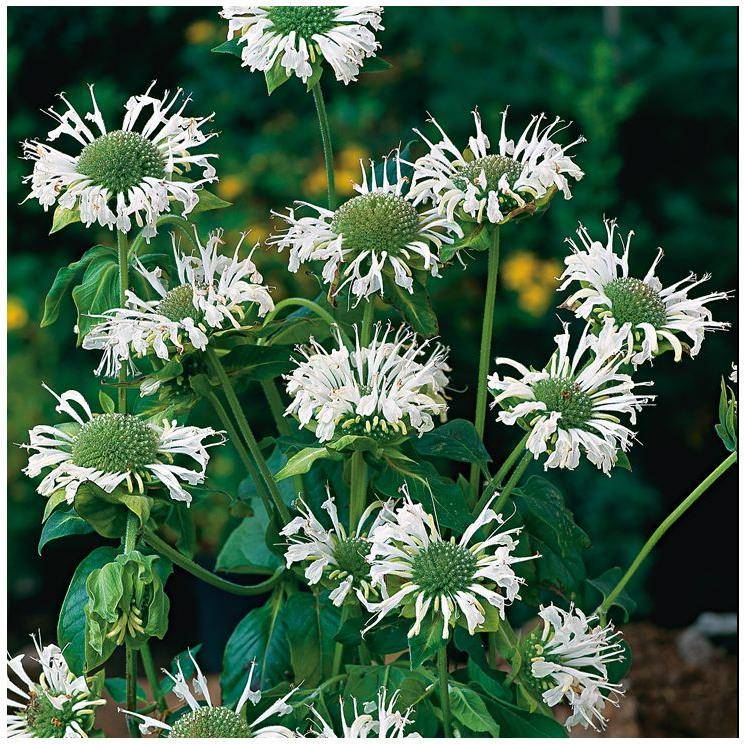 Monarda schneewittchen lot de 3 - Image 1