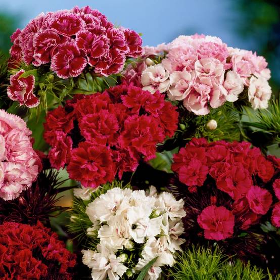Oeillet de poète double - Dianthus barbatus - Lot de 3 - Image 1