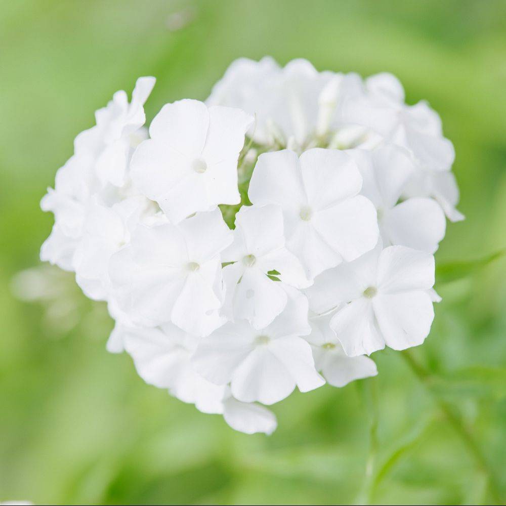 Phlox paniculata montfuji - Image 5
