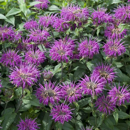 Monarda blaustrumpf