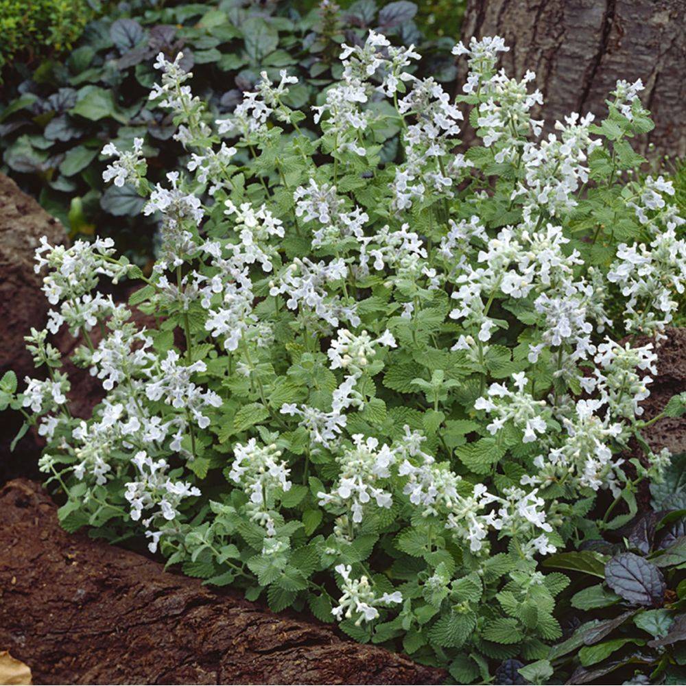 Nepeta Snow Flake - Image 1