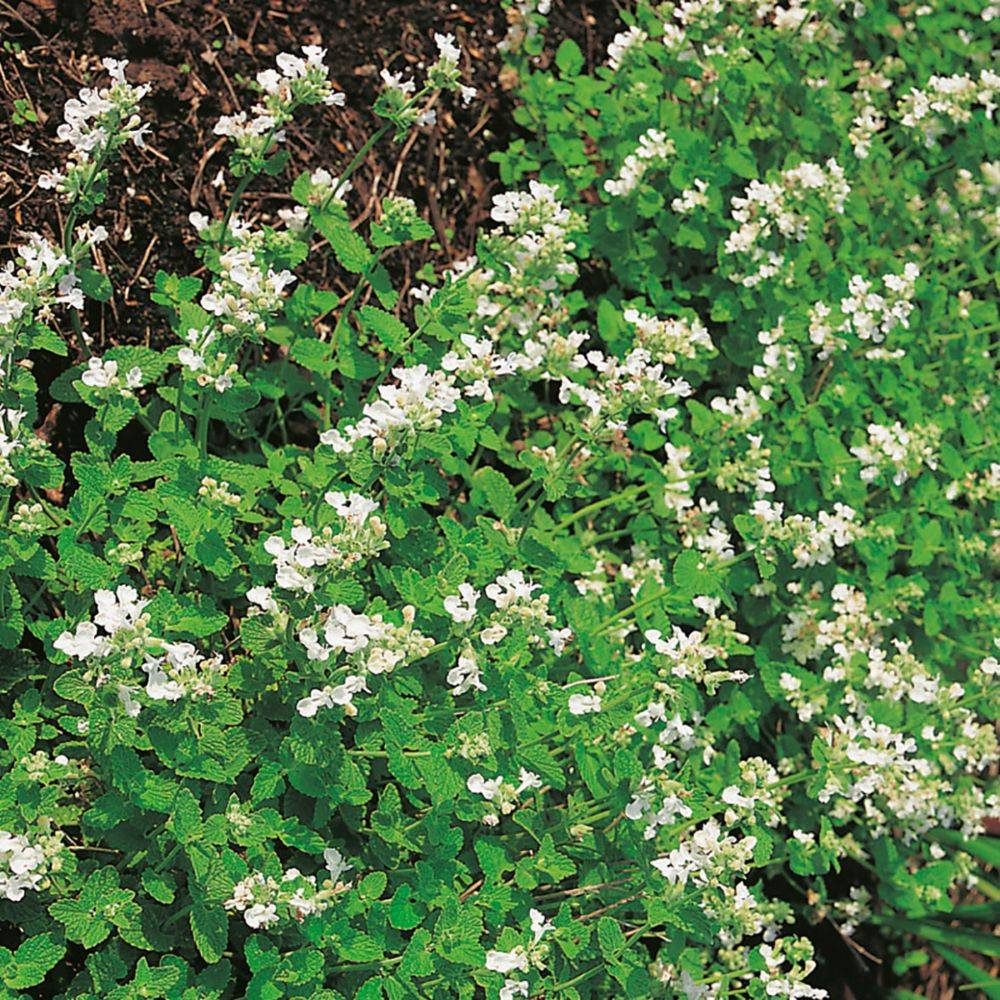 Nepeta Snow Flake - Image 3